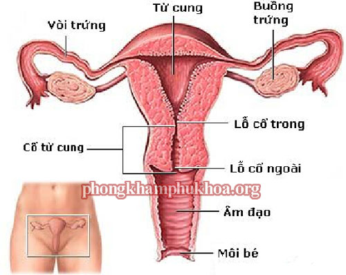 cac-benh-ve-tu-cung-phu-nu