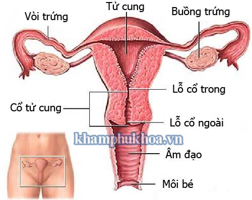 kich-thuoc-co-tu-cung-binh-thuong-dai-bao-nhieu