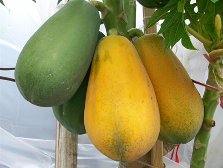 Ăn đu đủ có thể giúp điều trị rối loạn kinh nguyệt