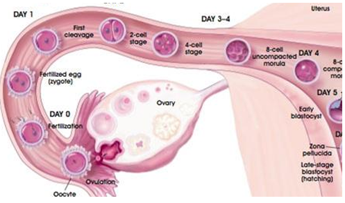 Tắc ống dẫn trứng